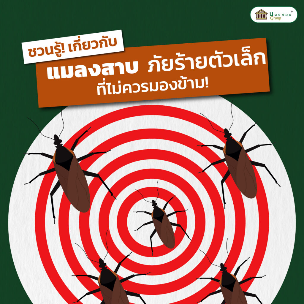 วิธีกำจัดแมลงสาบ