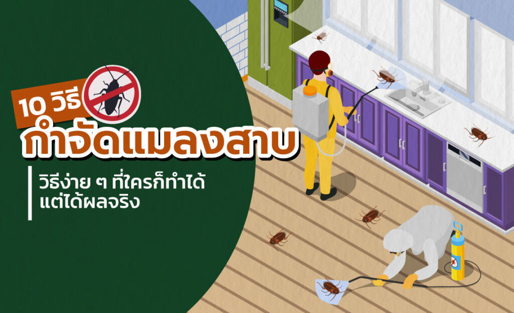 วิธีกำจัดแมลงสาบ