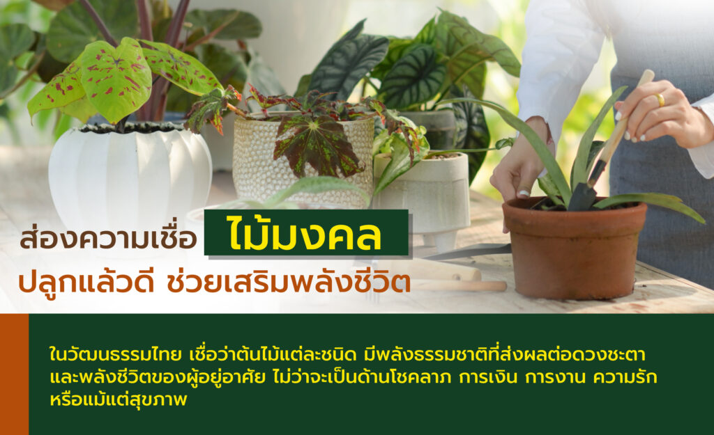 ต้นไม้มงคลปลูกหน้าบ้าน