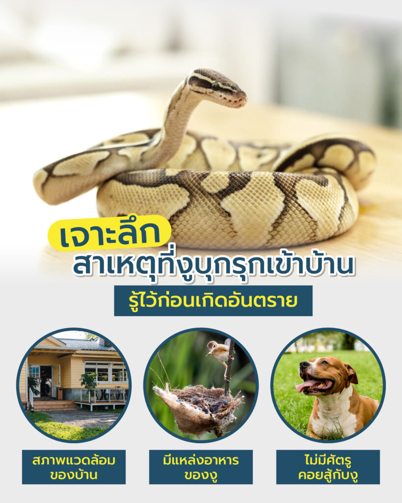 งูเข้าบ้าน