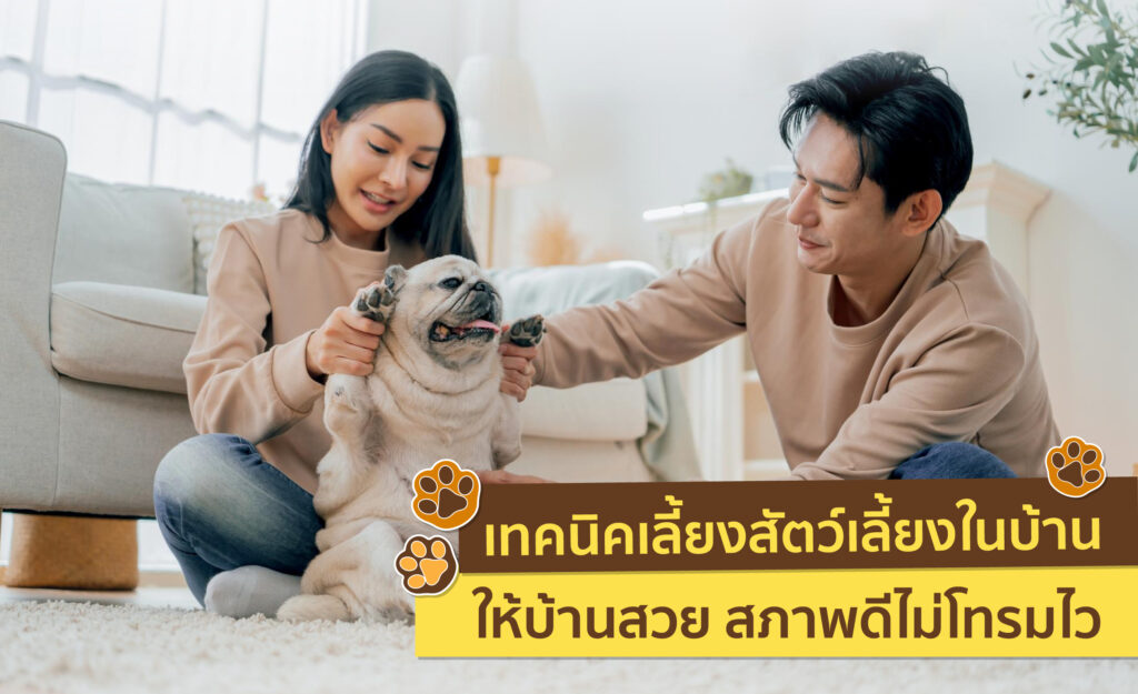 สัตว์เลี้ยง