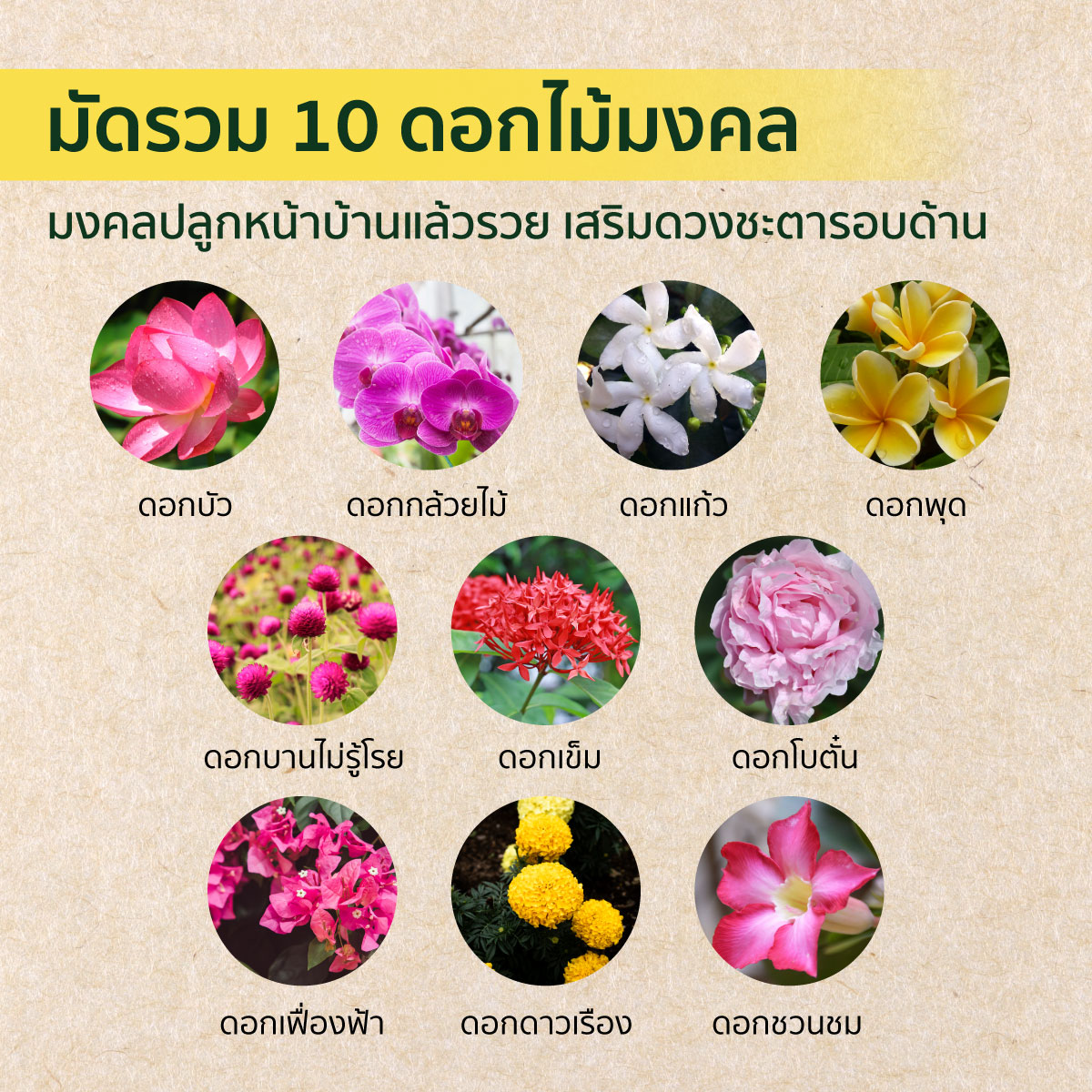 ดอกไม้มงคลปลูกหน้าบ้านแล้วรวย